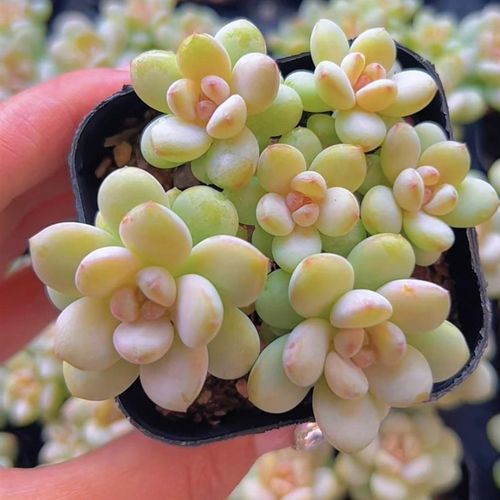 慢悠花房 阳光玫瑰 精品多肉办公室阳台绿植园艺盆栽花卉庭院多