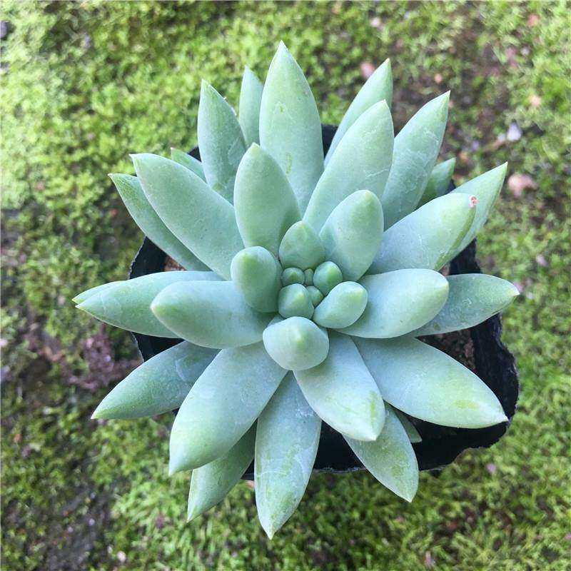 热销中千佛手花桩超大玉c莲千佛手8珠m 仙人掌及多肉植物盆栽老卉