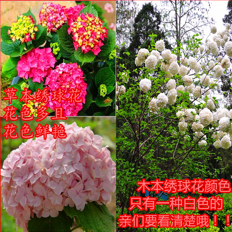 新品庭院绿化植物木n本绣球花树苗木绣球花苗无尽夏八仙花白马球