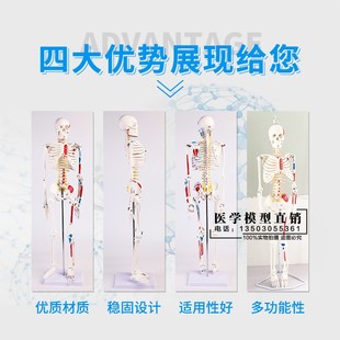 现货速发人体骨骼模型45 85CM骨架模型 人体脊柱脊椎模型医院用骨