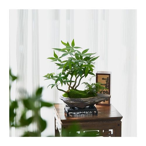 2024发财树盆栽室内桌面造型盆景招财植物办公室茶几耐阴好养绿植
