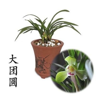 春兰大团圆带花苞浓香矮种荷瓣兰花苗阳台绿植室内兰草盆栽兰花