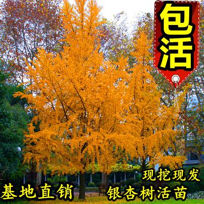 银杏树活苗大树庭院绿化植物四季南方名贵珍贵门前种植风景树耐寒