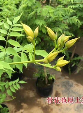 盆栽凌霄花大苗爬藤植物矮化带分枝耐寒耐热带盆带土球当年开花