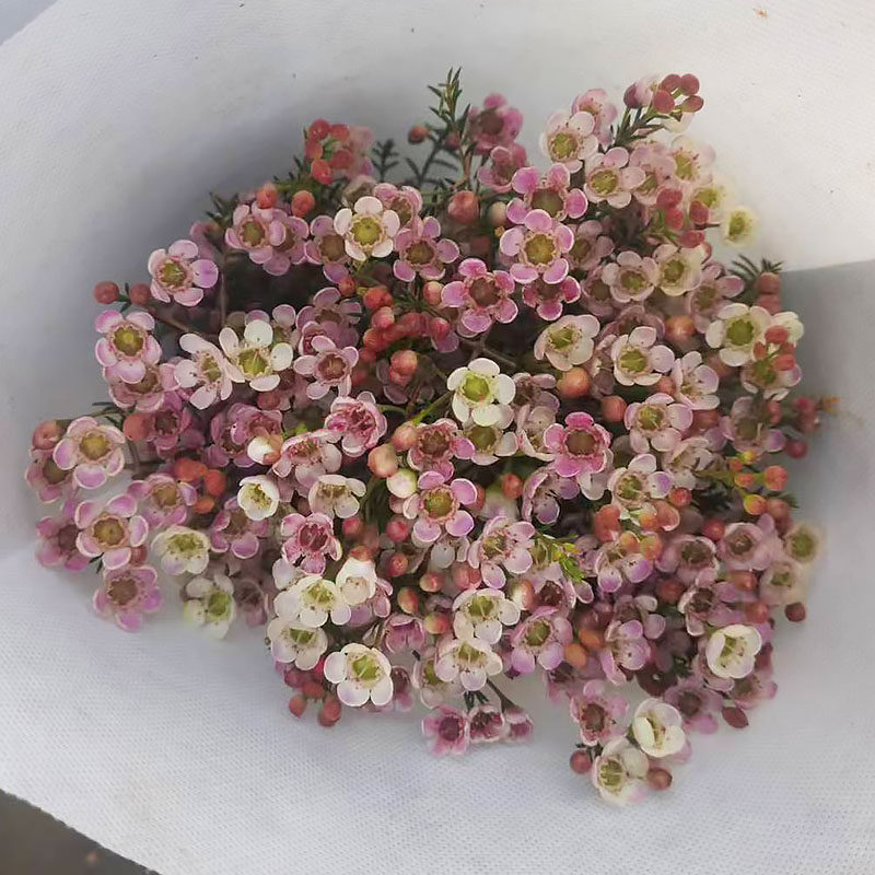 澳洲腊梅高级感花束插瓶室内水培鲜花基地鲜花云南昆明斗南直发花