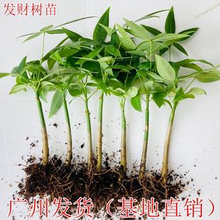 发财树发财树苗发财树盆栽辫子发财树发财树小苗四季 常青吸甲醛