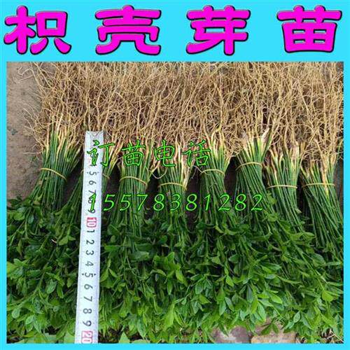 小众高货枳壳树苗积壳苗小苗枸桔枸橘树苗嫁接砧木刺树苗围果园栏