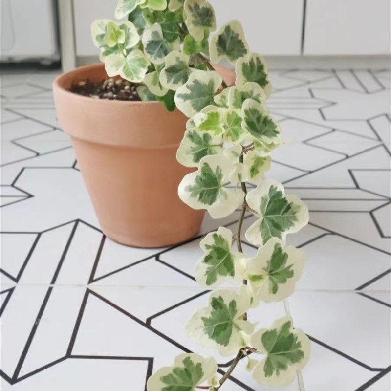 雪莹常春藤盆栽 室内好养阳台庭院吊篮绿植锦化易养 植物森林家