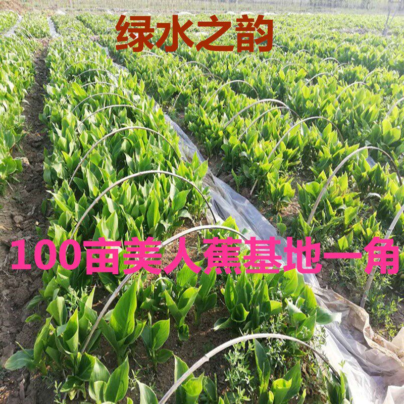 美人蕉幼苗花苗四季多年生花w卉庭院盆栽室外湿地园林绿化水生植.