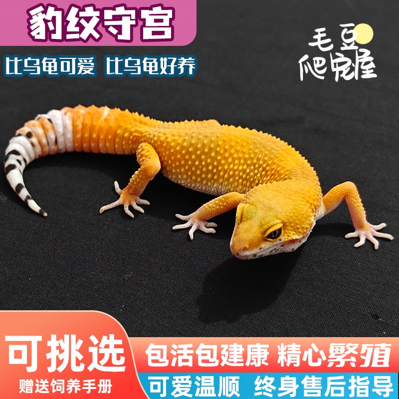 可挑选豹纹守宫活物小蜥蜴小火龙壁虎宠物入门级网红爬宠易养爬虫