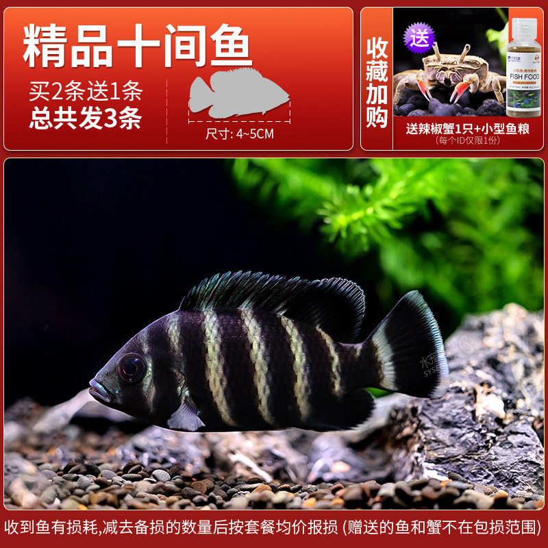 速发十间鱼马鲷鱼非洲热带观赏鱼凶猛大型鱼发财鱼印尼虎龙鱼配鱼