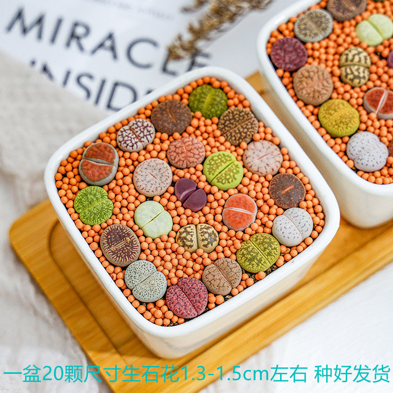 现货彩色整盆生石花多肉植物稀有品种G新手好养开花室内盆栽屁股