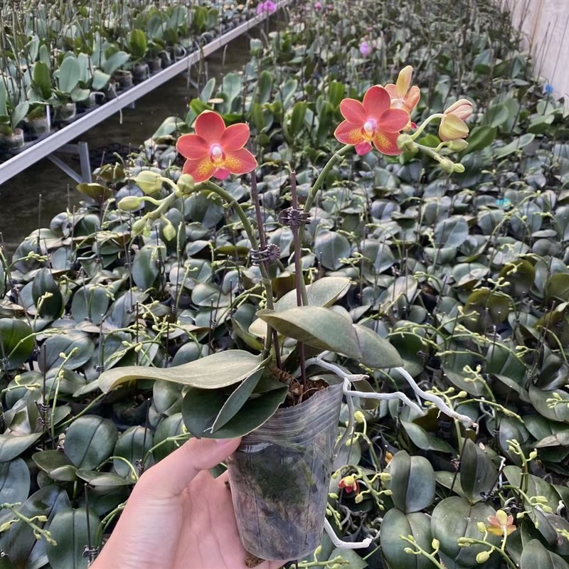 速发原生种蝴蝶兰龚氏S02带香味花苞花剑室内阳台花卉蜡质花瓣续