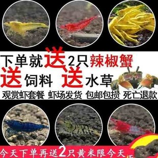 极火虾苗虾虾观赏侏儒小龙藻宠物虾淡水工具虾鳌虾冷水除龙纹蓝色