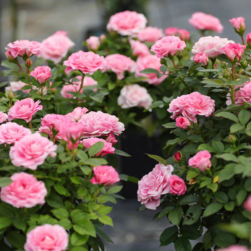 海神王月季大花微月浓香玫瑰花苗室内外阳台花卉盆栽庭院珍稀品种