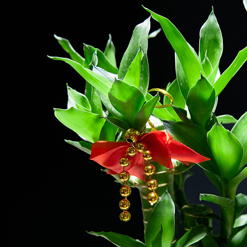 节节高富贵竹植j物客厅转运绿植盆栽办公室内桌面好养盆景四季常