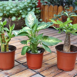 Flower Nursery Plant 推荐 Pots Garden Transplant Pot Home