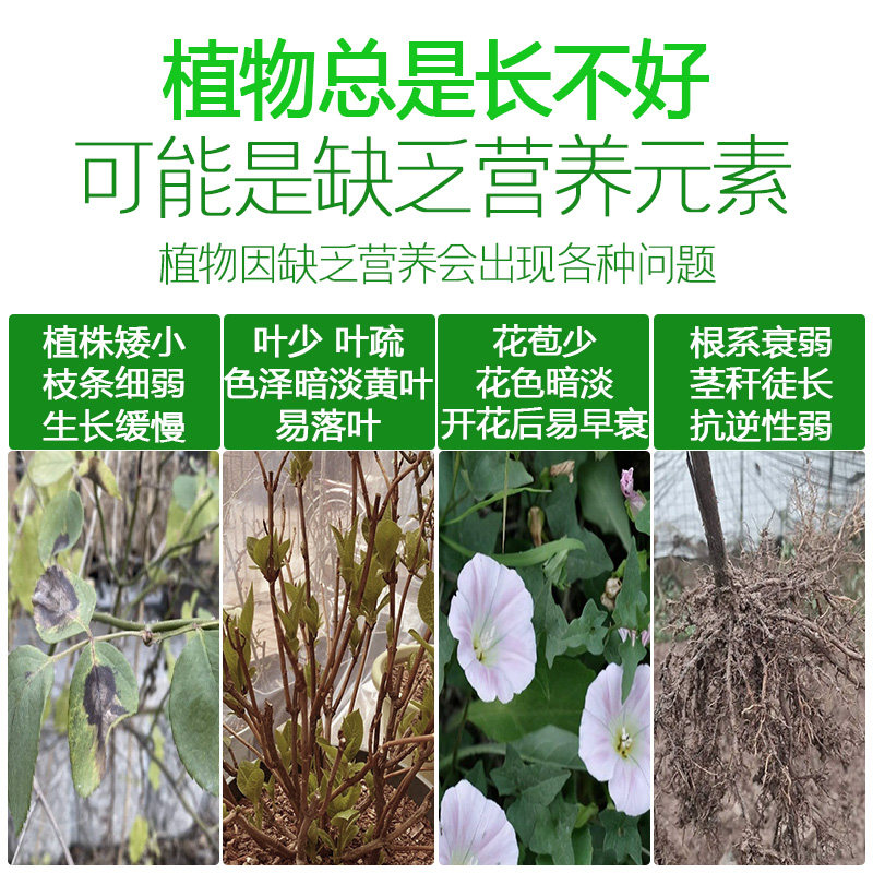 速发闪电针高档水溶肥花肥家用通用型家庭园艺花多多养花肥料氮磷