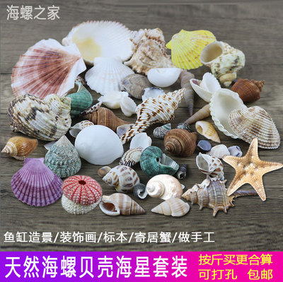 天然贝壳海螺海星鱼缸造景寄居蟹壳手工diy橱窗地台居家摆件打孔