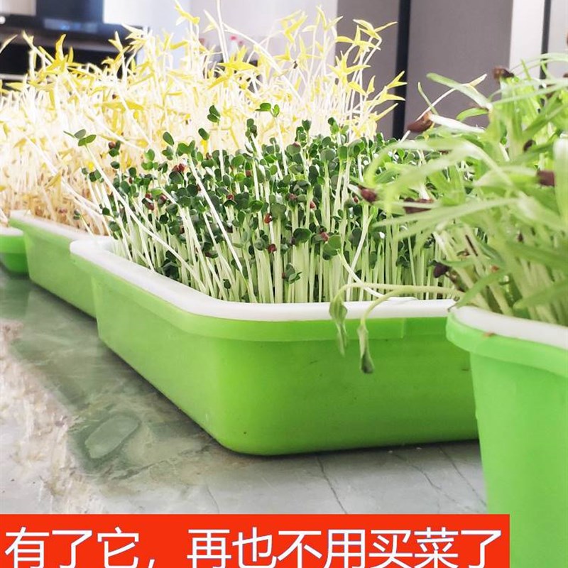 现货豆芽发芽盆豆苗m豌豆苗育苗盘种植盘芽苗菜水培蔬菜设备芽菜