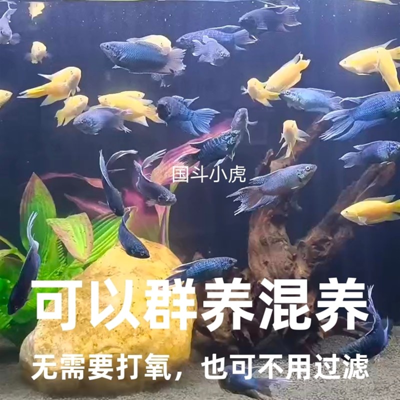 速发红妃子中国斗鱼招财活鱼免打氧冷水淡水观赏鱼小鱼耐活群养懒