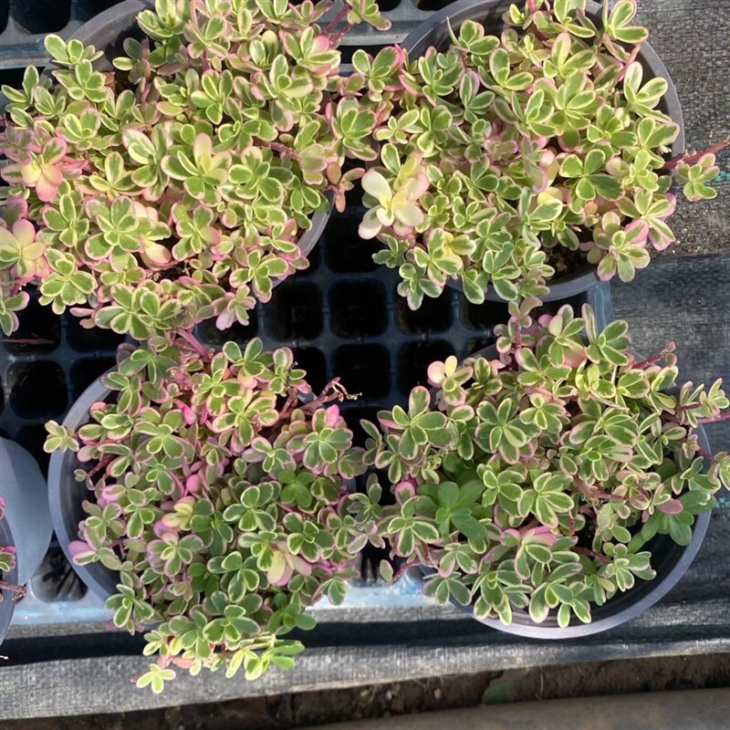 新品太阳花锦多肉植物12厘米盆夏季养护橙色季节