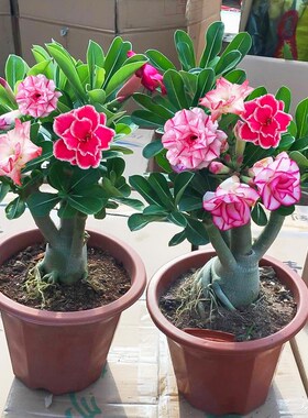 沙漠玫瑰花苗盆栽绿植重瓣四季花卉植物老桩室内阳台盆景开花好养