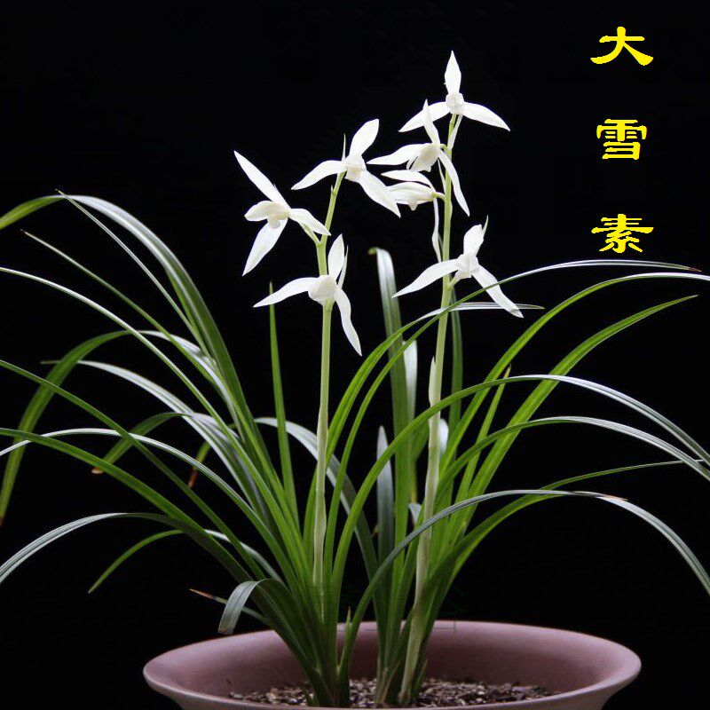 带花苞当年开花兰花苗盆栽花卉 莲瓣兰 大雪素 阳台庭院绿植花卉