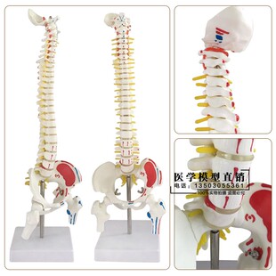 现货速发45CM彩色人体脊椎模型 带骨盆股骨尾骨脊柱 骨骼骨架模型