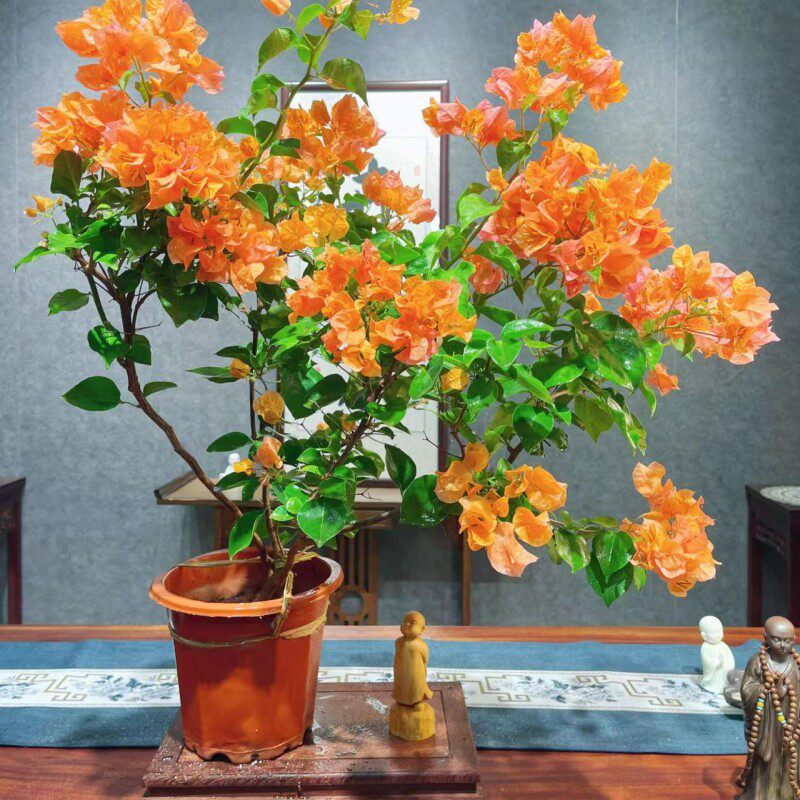 绿叶橙三角梅盆j栽带花三角梅苗勤花品种爬藤老桩室内花卉植物四