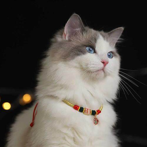 猫咪项圈猫牌项链定制刻字狗牌可爱脖圈幼猫狗狗铃铛围脖宠物用品,宠物/宠物食品及用品,项圈/肩带,淘宝优惠券,粉丝福利购,淘宝优惠卷
