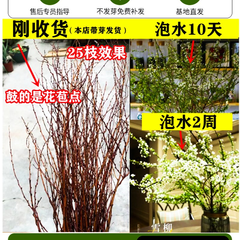 急速发货晴空客厅水培绿植物龙柳鲜切枝富贵竹花卉室内盆栽好养活