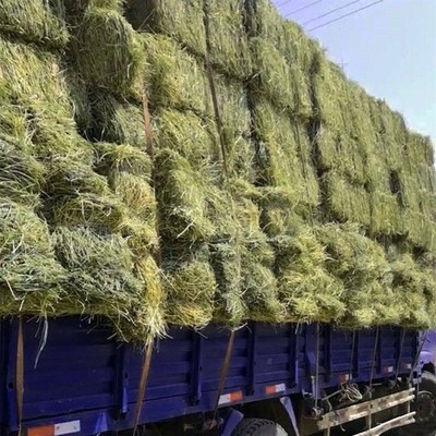 苜蓿草捆家畜喂马草料牛羊驼食用牧草动物园宠物养Y殖场干草饲料