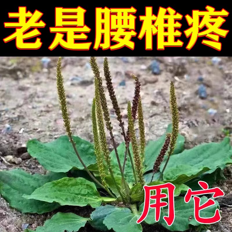 【无副作用】腰椎疼痛贴腰突压迫神经腿疼腰部无力腰疼克星YY