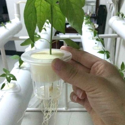 水培定植篮配套种植海绵无土栽培蔬菜设备管道配件水耕杯棉固根器