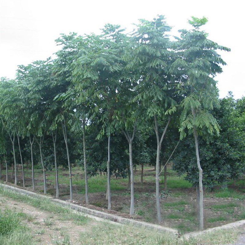 供应栾树苗黄山栾北栾南栾木工程T绿化量大优惠