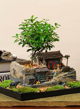 中国风小盆景摆件办公室内客厅花架装饰品解压桌面苔藓微景观造景
