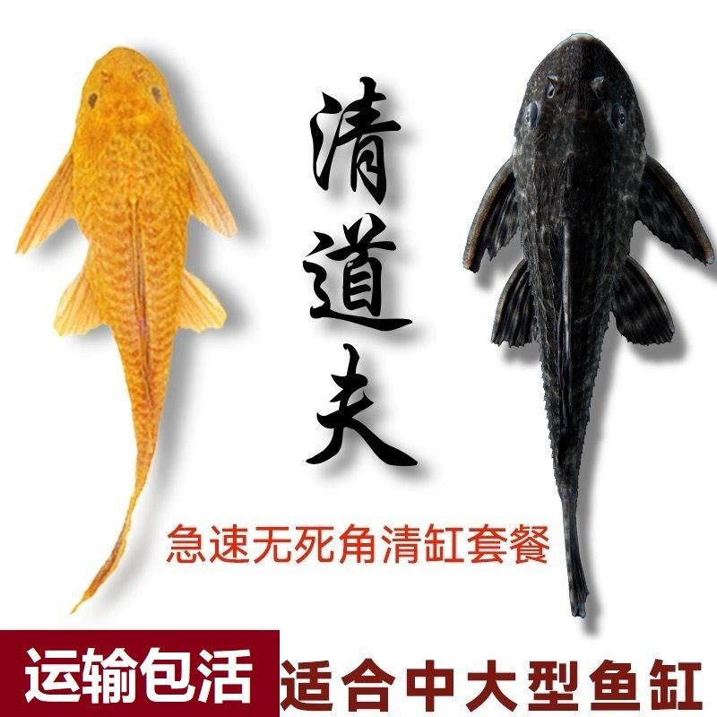 速发清道夫清洁鱼观赏鱼热带冷水鱼除藻类吃鱼粪便擦玻璃垃圾鱼工