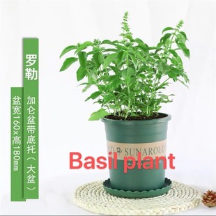 thyme mint rosemary herbs spices 厂家basil Edible plants