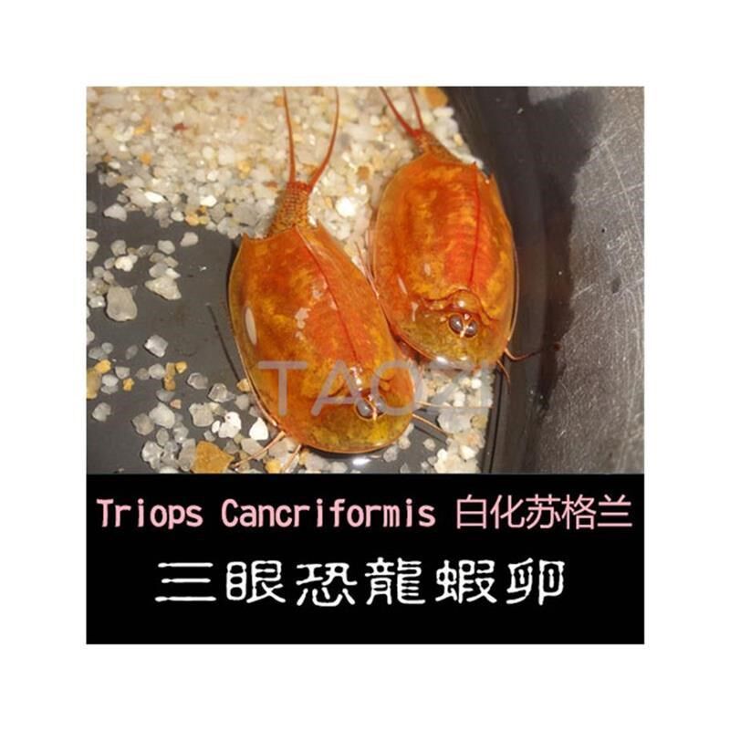 三眼恐龙虾卵(一份内约-粒卵)观赏虾