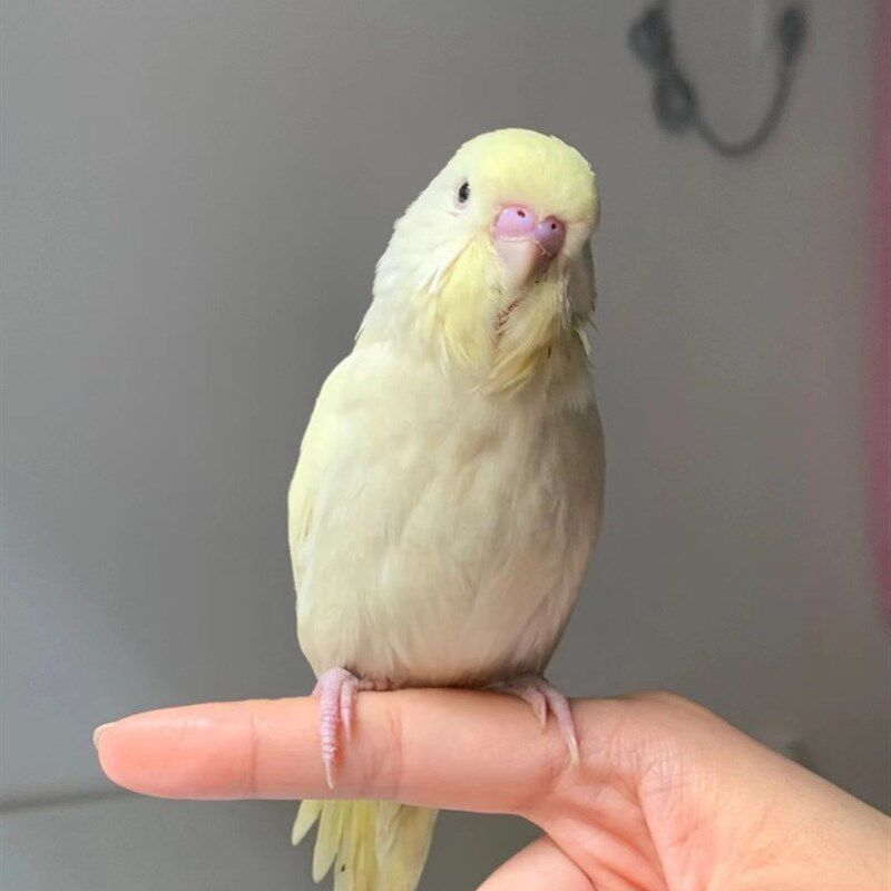 特色金彩大头虎皮鹦鹉活鸟手养亲人幼崽小鸟宠物幼鸟好养活会说话