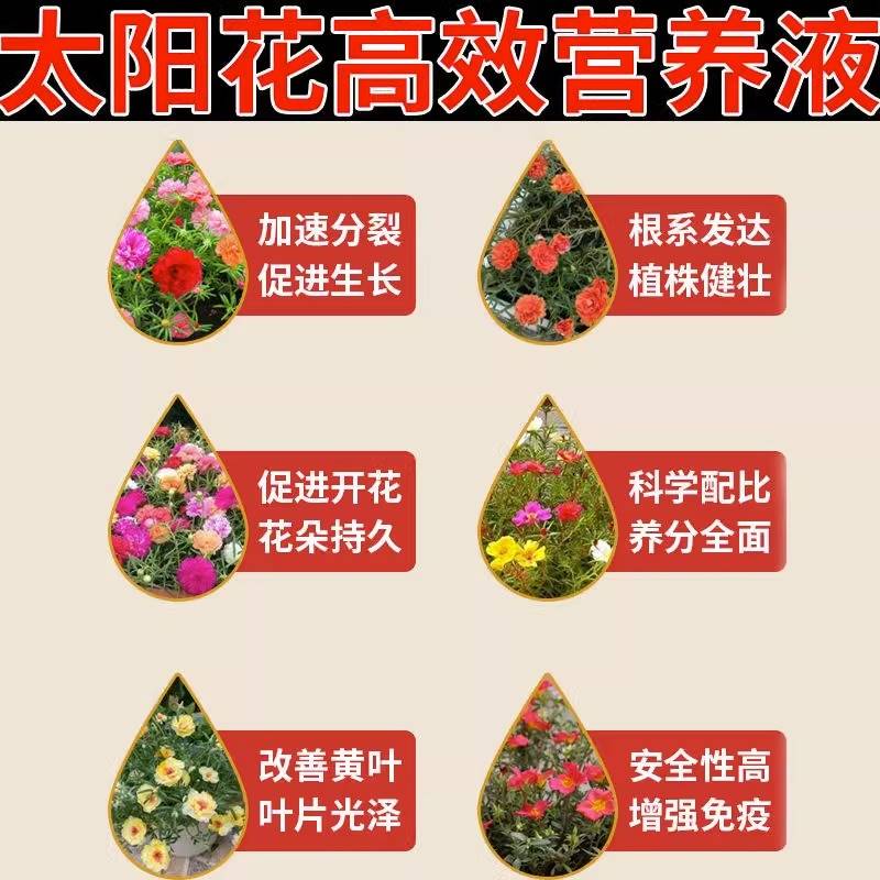 速发专治向日葵不开花慢营养液高效专用防黄叶落叶掉苞促开花液体