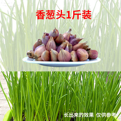 小众高货红根韭菜根现挖四季家庭阳台庭院种菜蔬菜紫根韭菜苗包邮