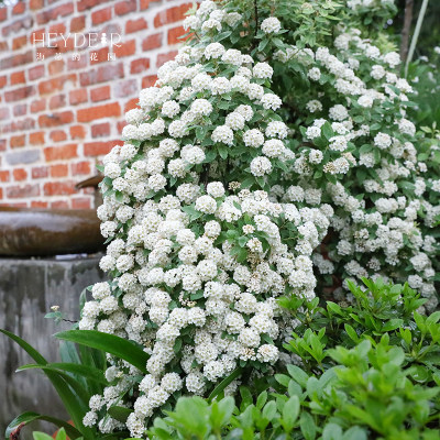 海蒂的花园粉霜绣线菊春季花量大庭院露台垂吊花卉灌木植物盆栽苗