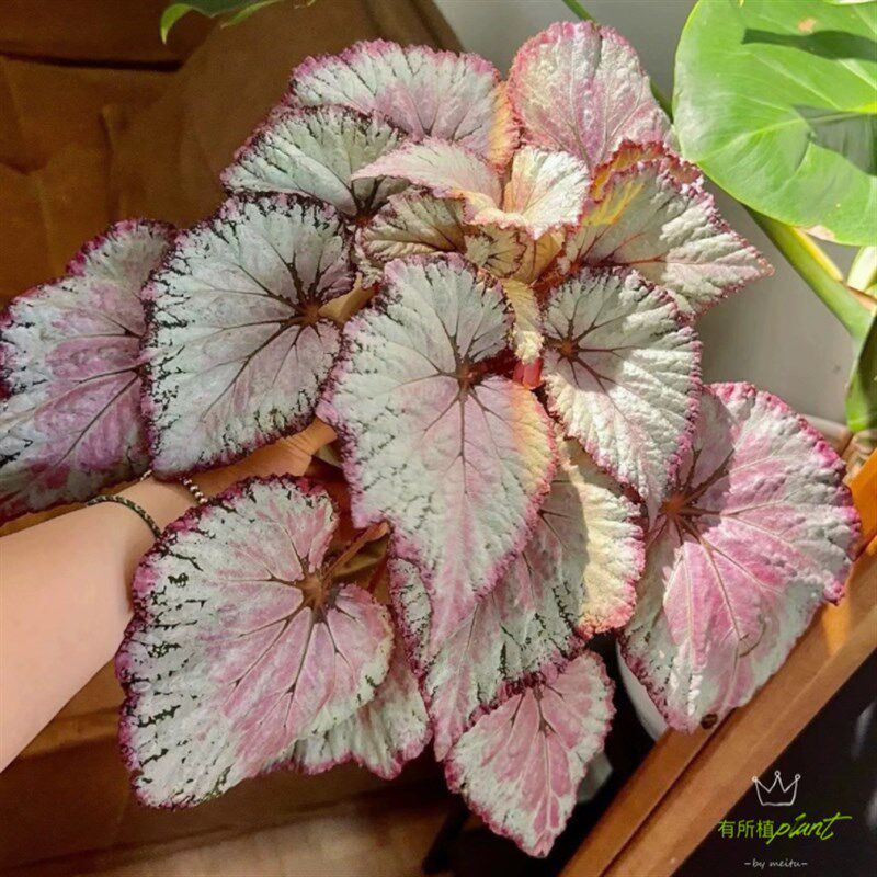 二月秋海a棠鼓手秋海棠红魔秋海棠焰火秋海棠乌系蟆叶室内绿植