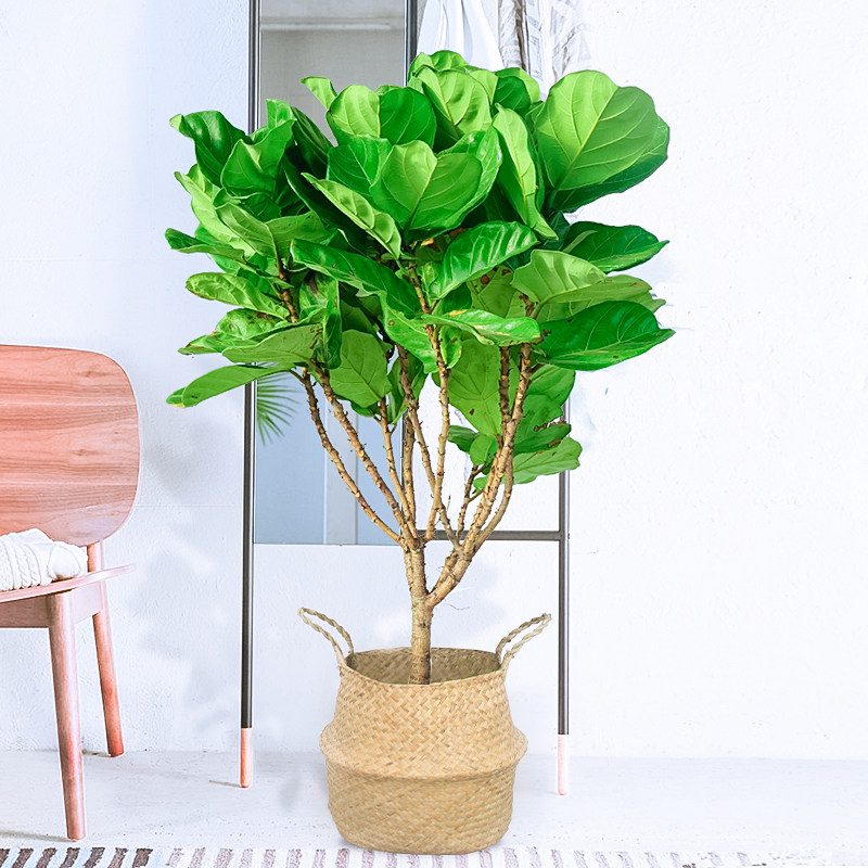 极速琴叶榕盆栽绿植物室内绿色美观ins北欧花卉新居绿化家养同城