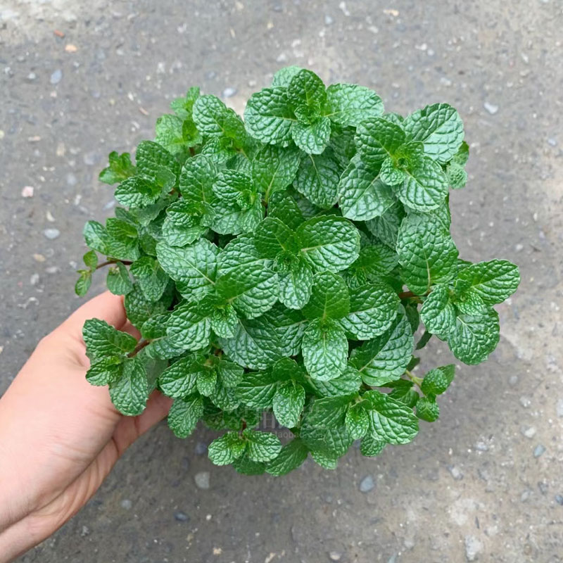 薄荷盆栽/迷迭香盆栽/清凉植物/香草植物驱蚊/净化空气/重庆