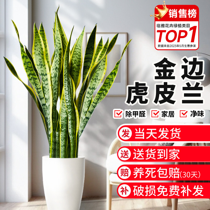 新品金边虎皮兰大盆栽客厅去甲醛新房绿J植室内大型植物办公室好
