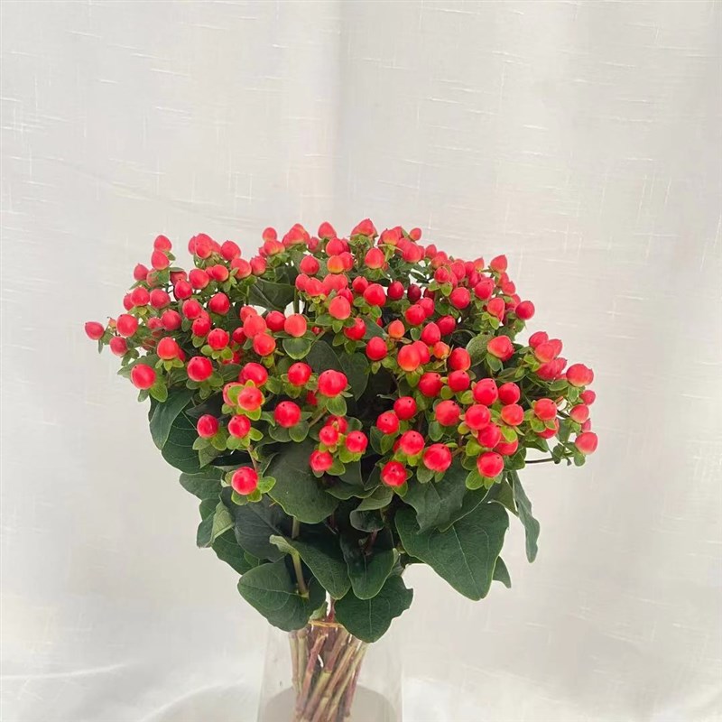 新鲜相思红豆鲜花粉豆玫瑰百合搭配花材家用水养办公室插花火龙珠