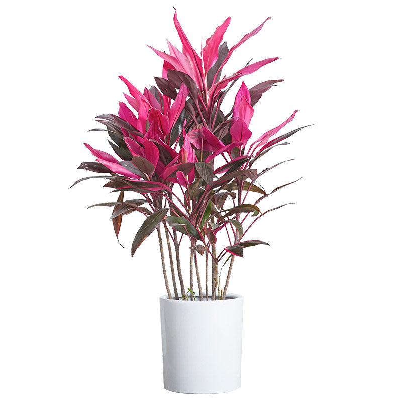 红叶朱蕉盆栽大型室内客厅卧室除甲醛观叶盆景q花卉水培红叶铁植